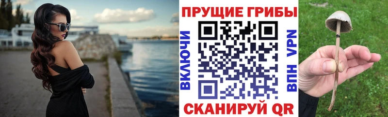 Купить где  Куса  Псилоцибиновые грибы прущие грибы 
